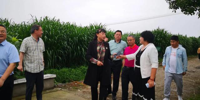 青青草服装配饰（菁菁草小说）