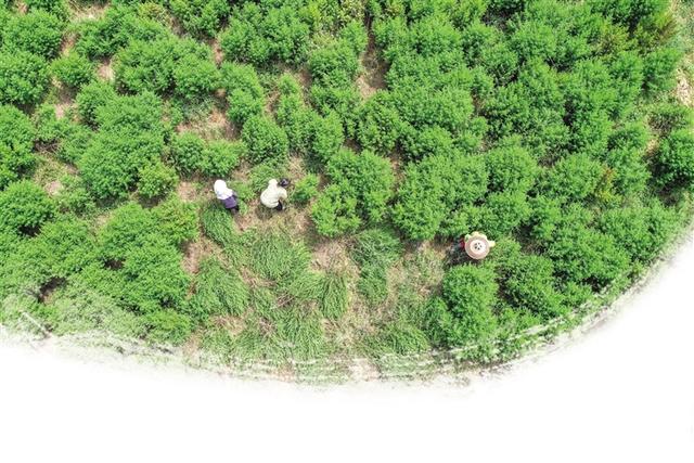 青草女装工作室（广东青青草服饰）