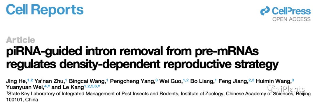 飞蝗石怎么进阶梅花镖，飞蝗石手法图解？