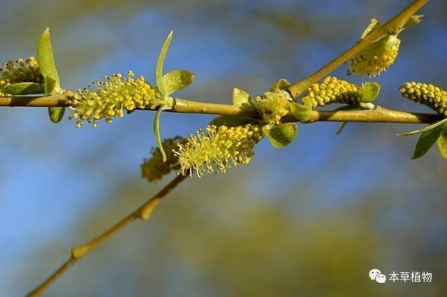 闹羊花的价格，闹羊花哪里有卖？