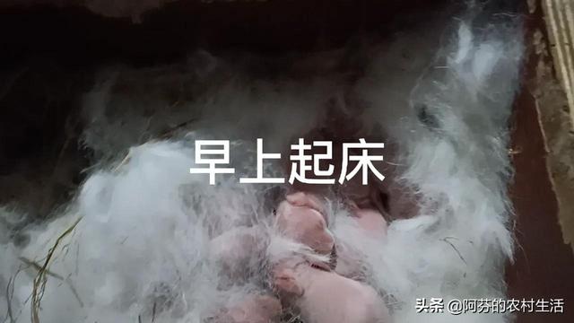 兔子几块钱一只，哪里有卖兔子的多少钱一只？